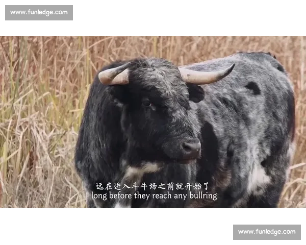《骑牛比赛:一场充满激情与挑战的传统竞技盛事》 《骑牛比赛:一场充满激情与挑战的传统竞技盛事》