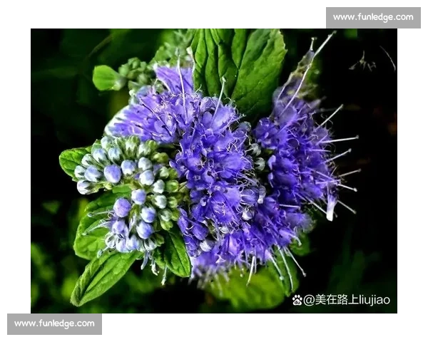 绚丽花卉竞艳盛会展示大自然的奇妙色彩与匠心独运的园艺艺术